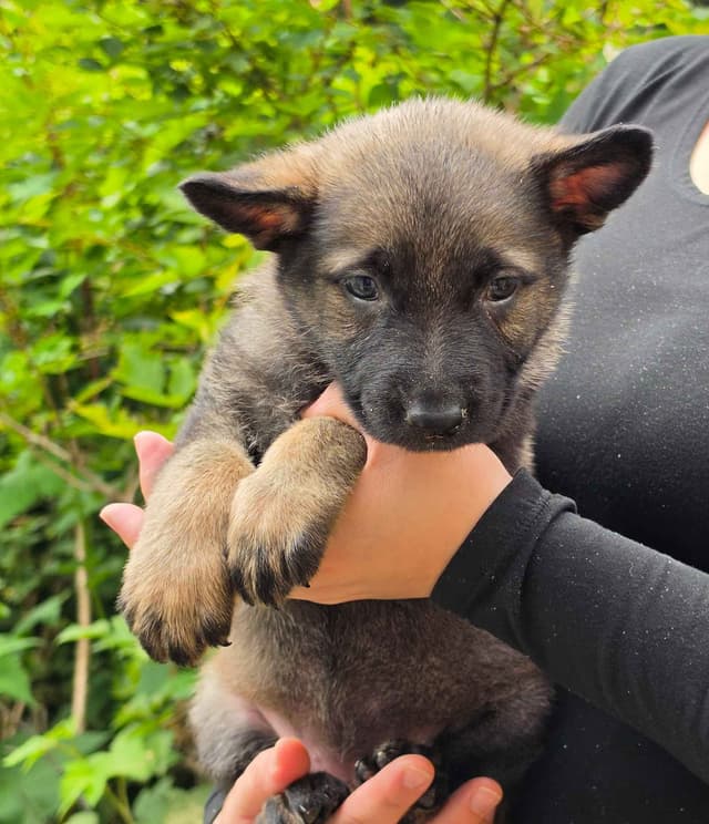German Shepherd Dog Puppies media 5