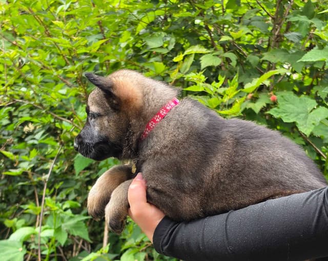 German Shepherd Dog Puppies media 6