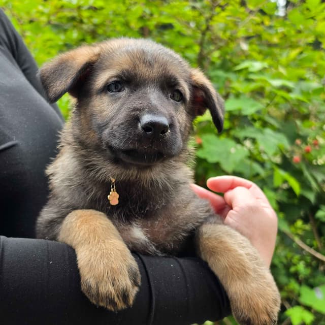 German Shepherd Dog Puppies media 10