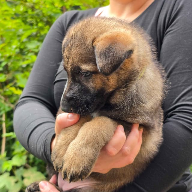 German Shepherd Dog Puppies media 11