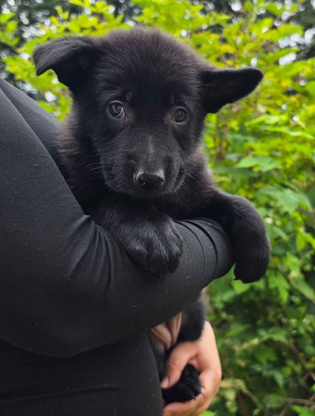 German Shepherd Dog Puppies media 12