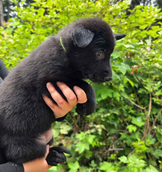 German Shepherd Dog Puppies media 13