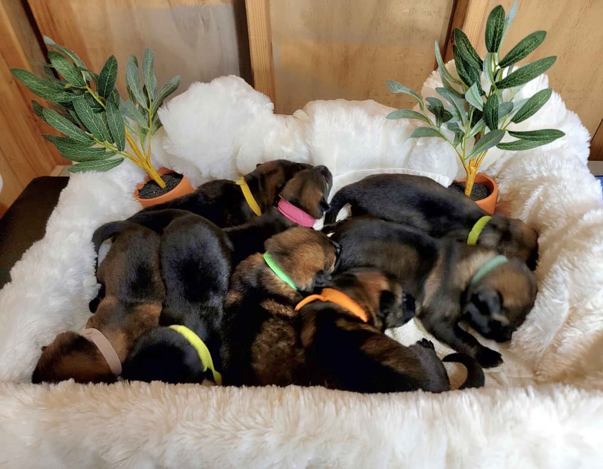 German Shepherd Dog Puppies breeder image 3