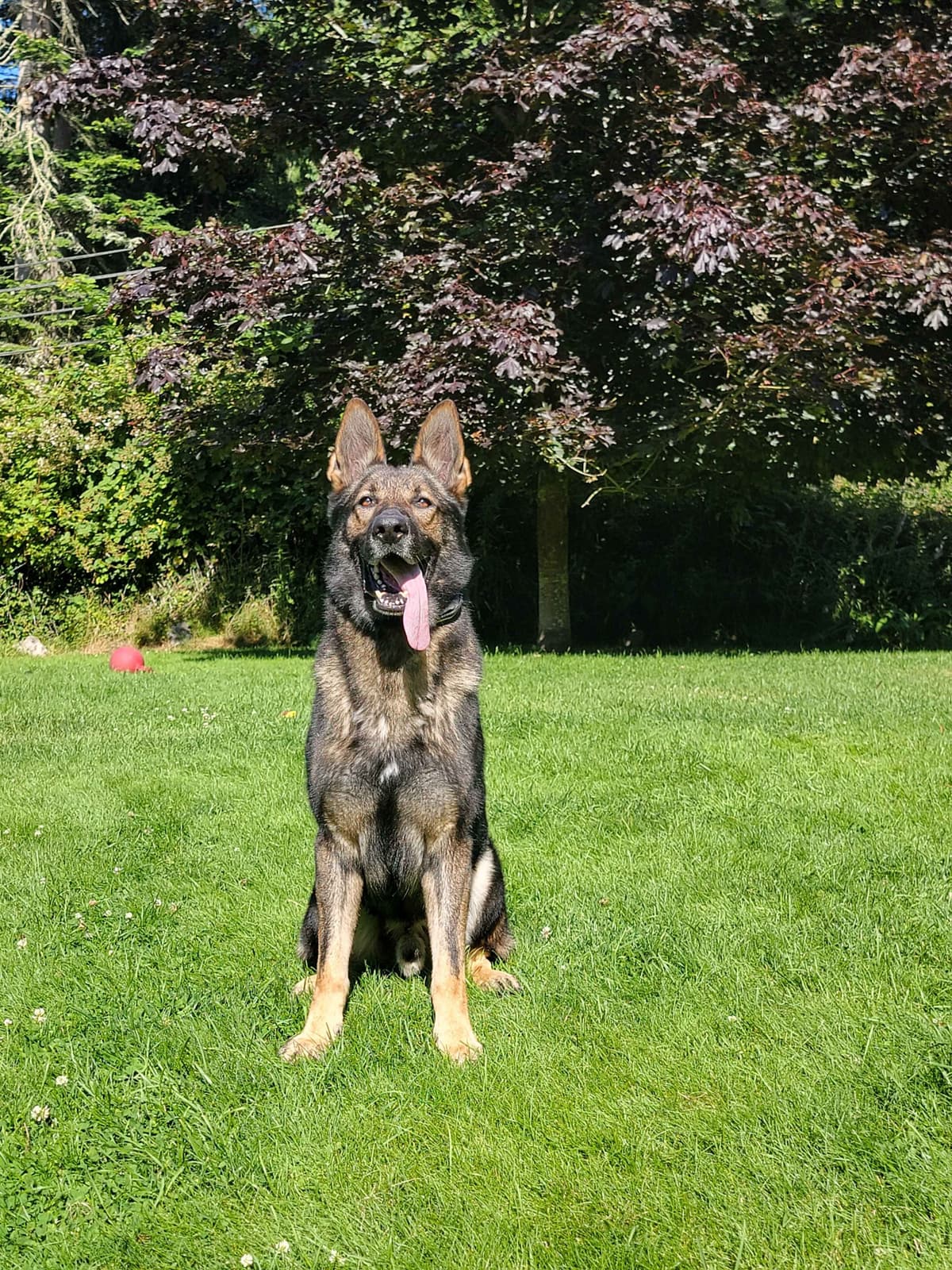 German Shepherd Dog Puppies breeder image 5