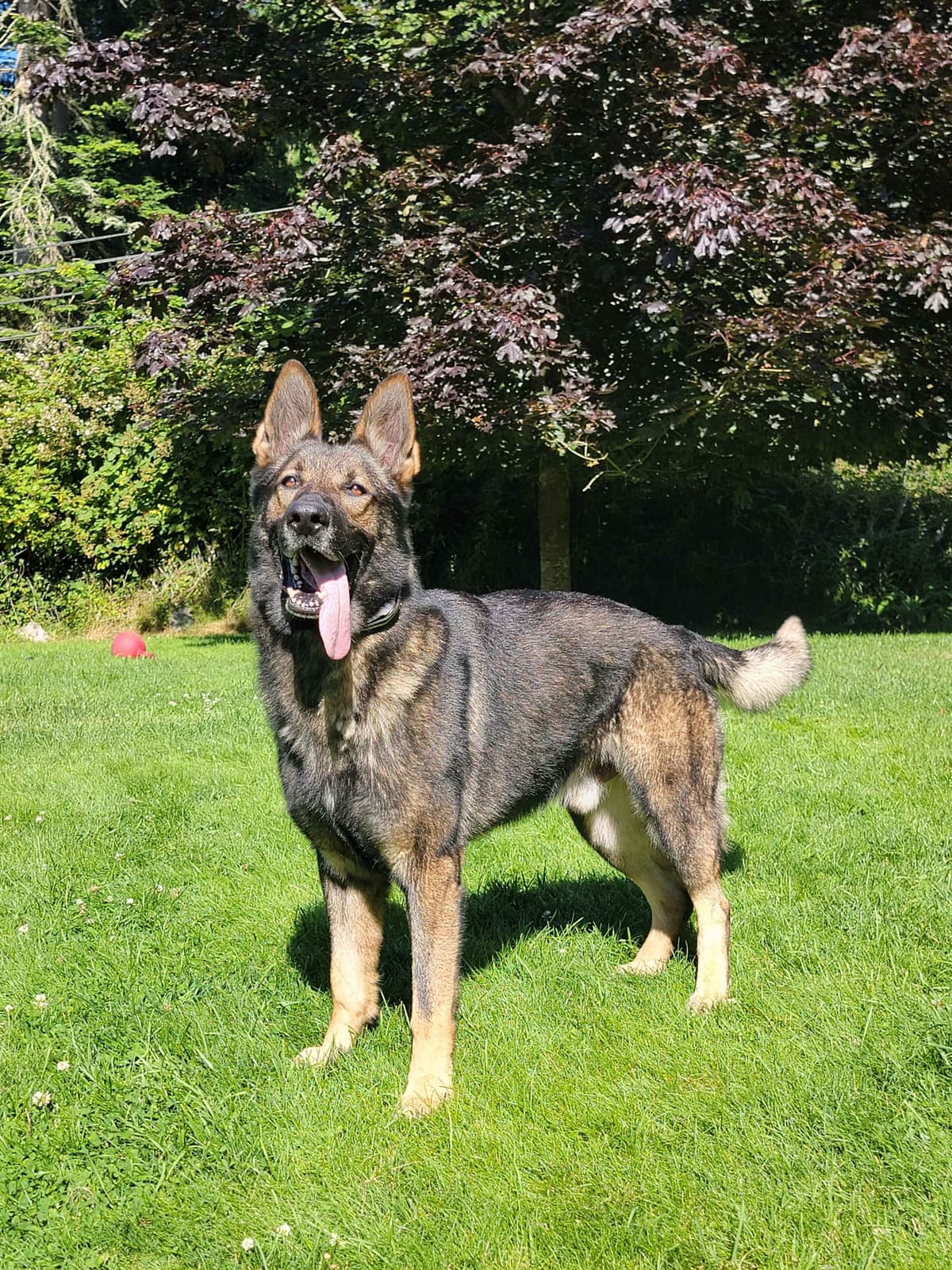 German Shepherd Dog Puppies breeder image 4