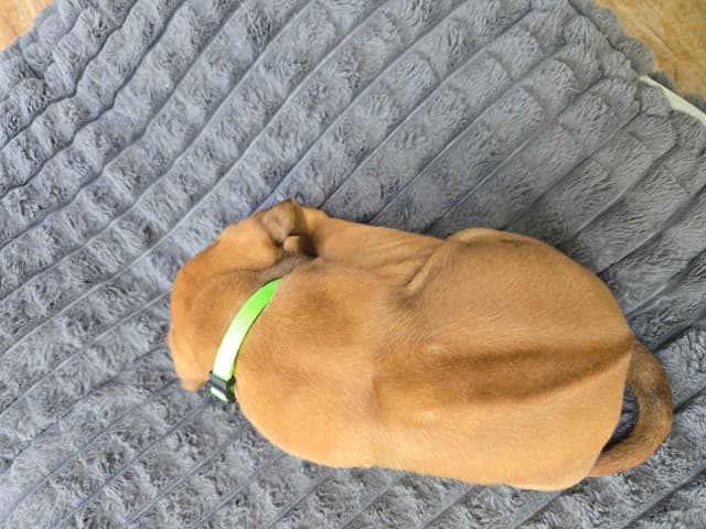 Rhodesian Ridgeback Puppies media 2