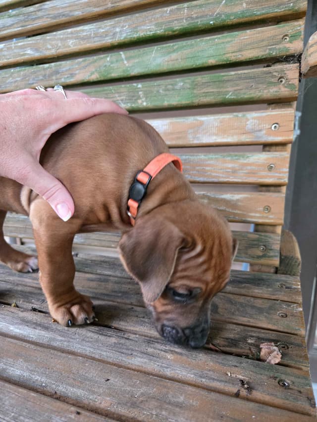 Rhodesian Ridgeback Puppies media 3