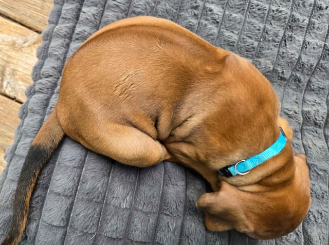 Rhodesian Ridgeback Puppies media 4
