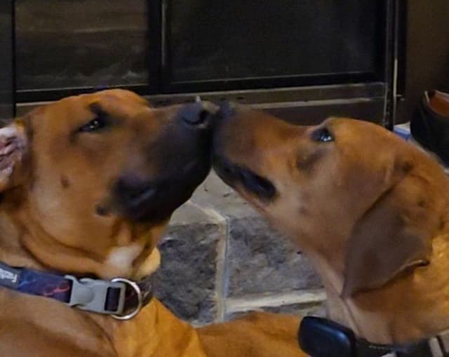 Rhodesian Ridgeback Puppies media 8
