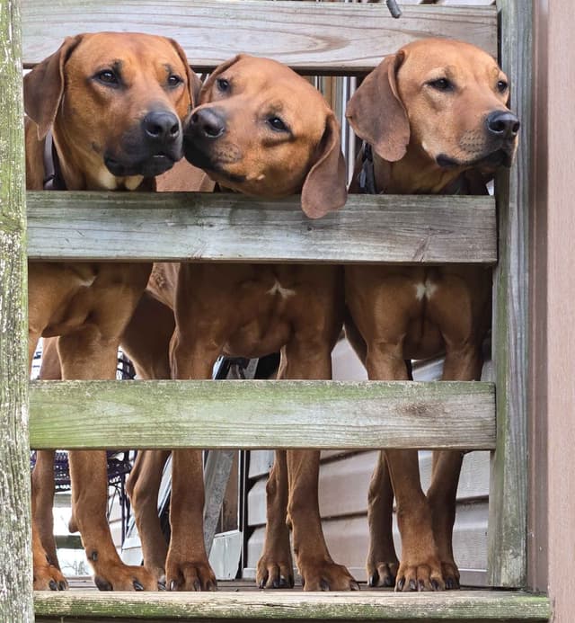 Rhodesian Ridgeback Puppies media 10