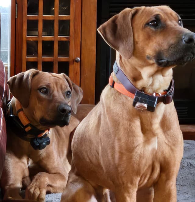 Rhodesian Ridgeback Puppies media 9
