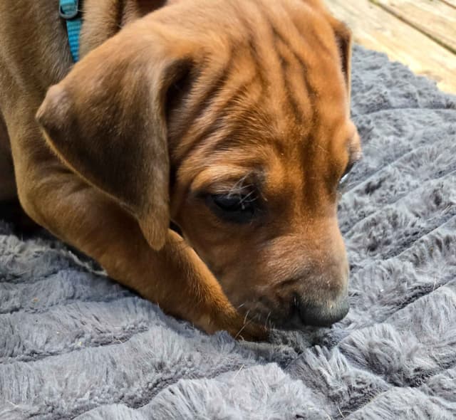 Rhodesian Ridgeback Puppies media 5