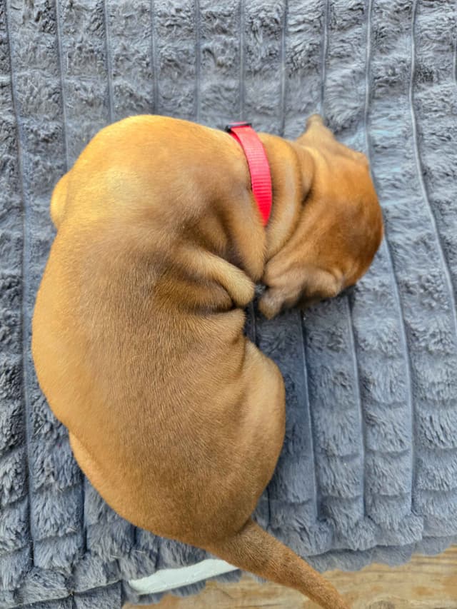 Rhodesian Ridgeback Puppies media 6