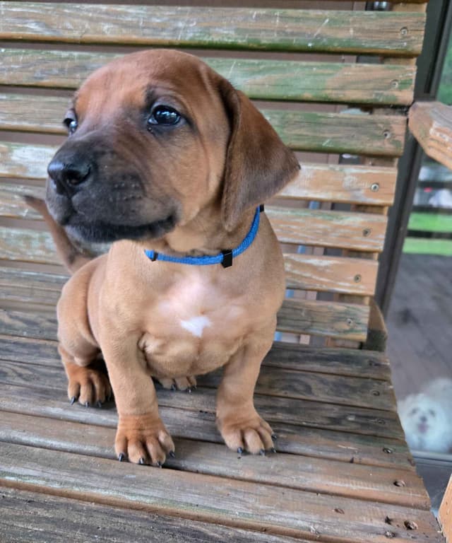 Rhodesian Ridgeback Puppies media 7