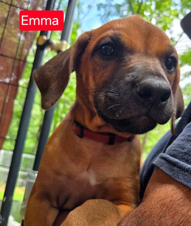 Rhodesian Ridgeback Puppies media 11