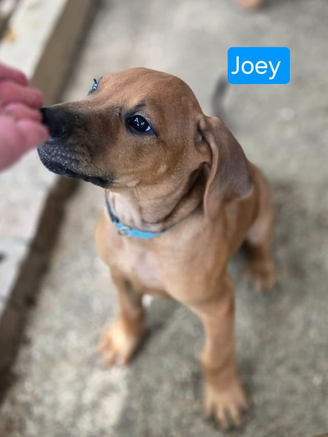 Rhodesian Ridgeback Puppies media 12