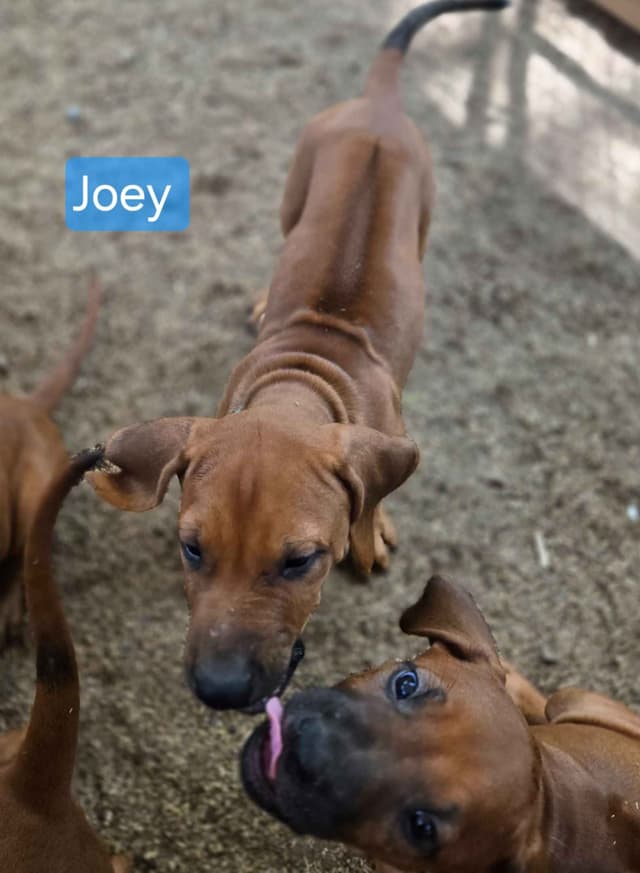 Rhodesian Ridgeback Puppies media 13