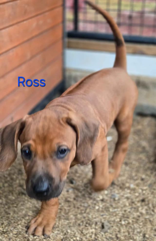 Rhodesian Ridgeback Puppies media 14