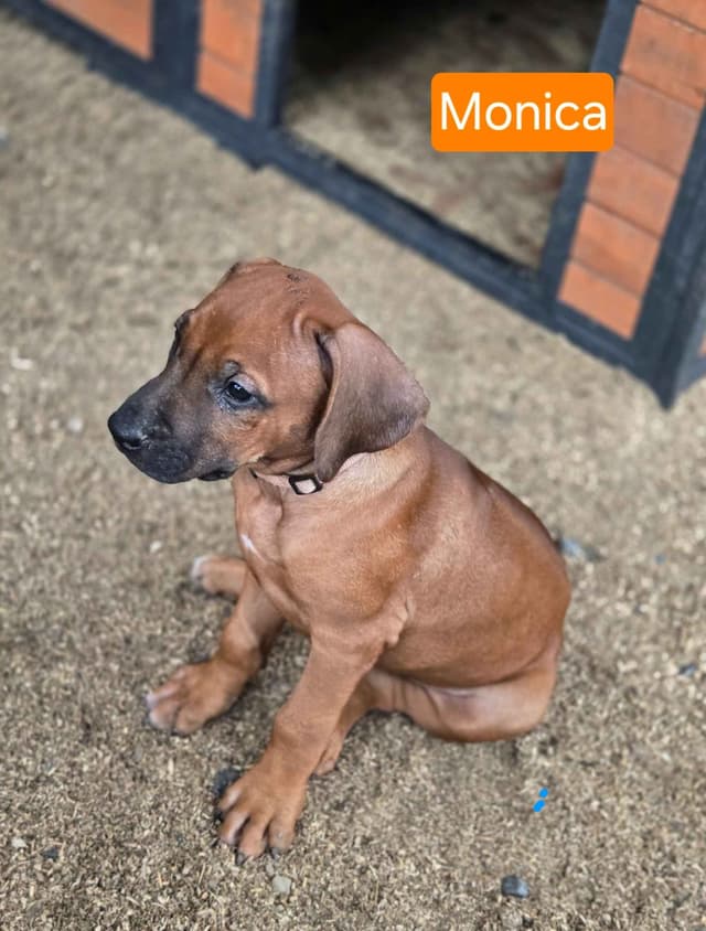 Rhodesian Ridgeback Puppies media 15