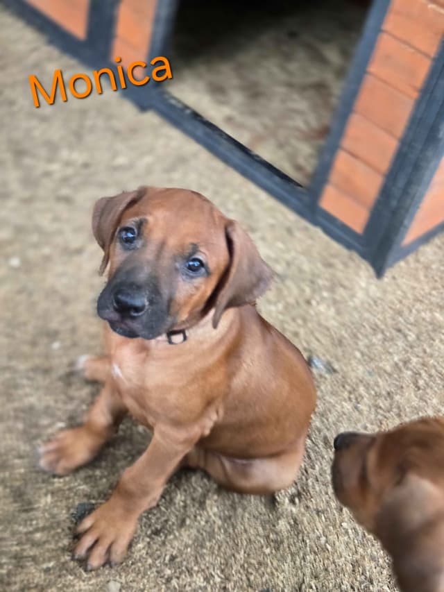 Rhodesian Ridgeback Puppies media 16