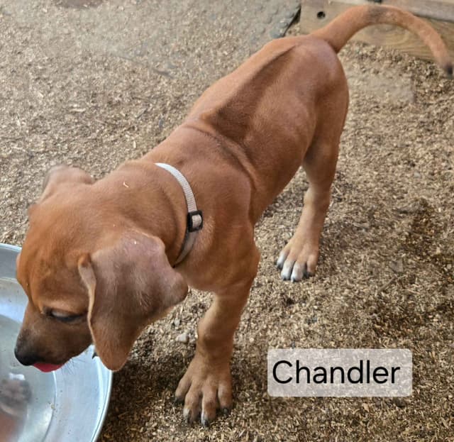 Rhodesian Ridgeback Puppies media 17