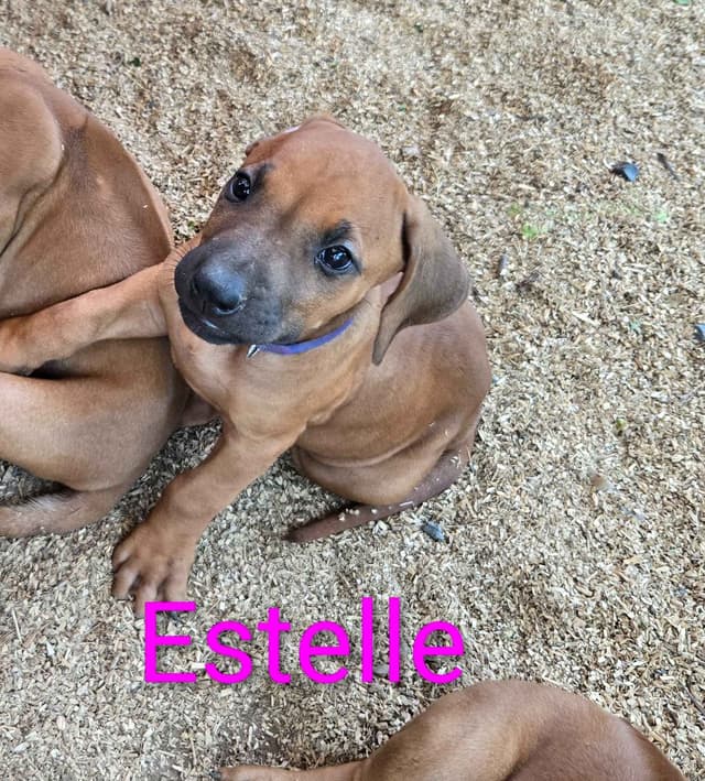 Rhodesian Ridgeback Puppies media 18