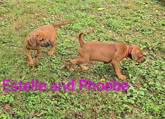 Rhodesian Ridgeback Puppies media 19