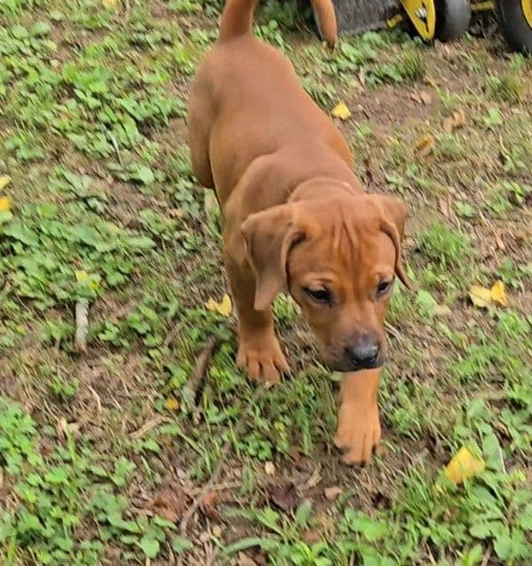Rhodesian Ridgeback Puppies media 20
