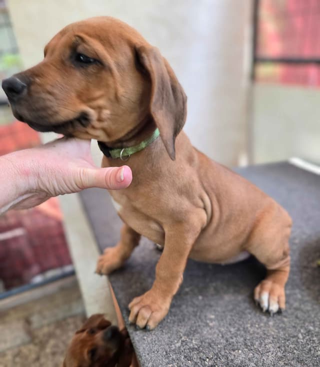 Rhodesian Ridgeback Puppies media 21