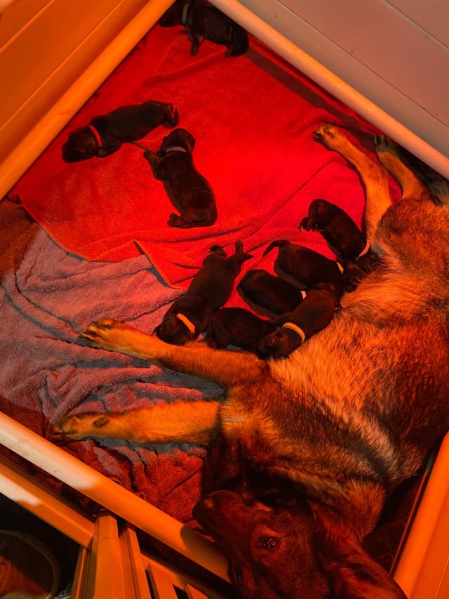 German Shepherd Dog Puppies media 3