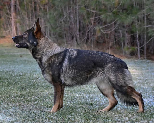 German Shepherd Dog Puppies media 4
