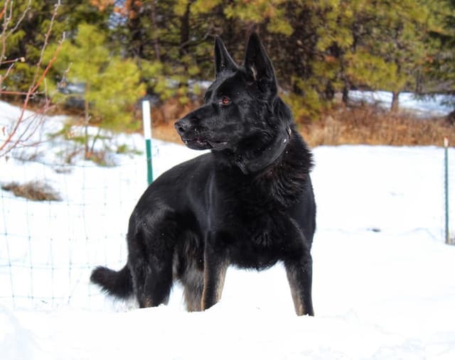 German Shepherd Dog Puppies media 5