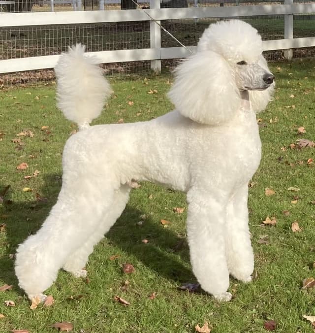 Poodle Puppies media 11