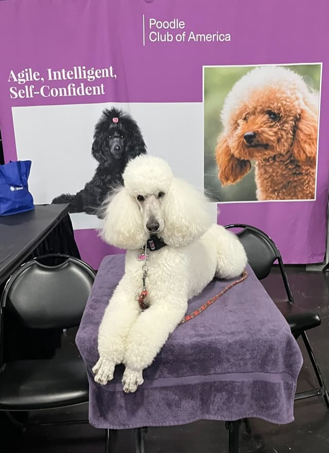 Poodle Puppies media 9