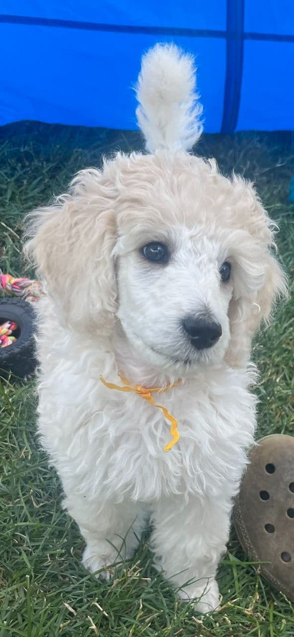 Poodle Puppies media 2