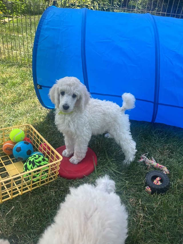 Poodle Puppies media 3