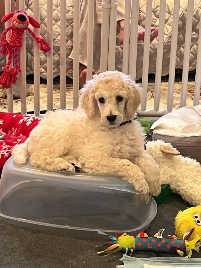 Poodle Puppies media 4