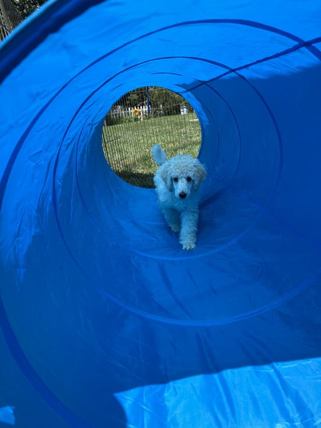 Poodle Puppies media 6