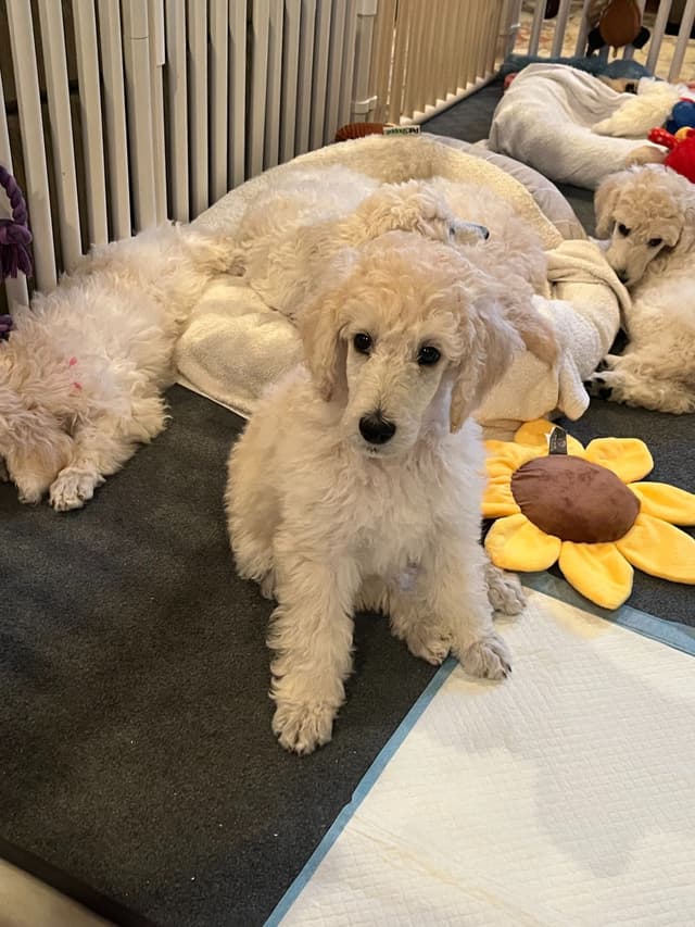 Poodle Puppies media 5