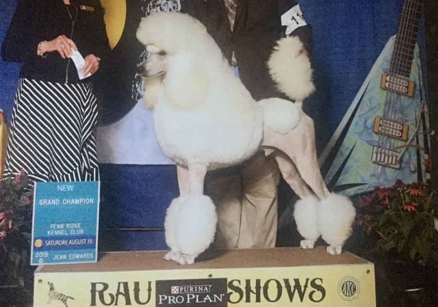 Poodle Puppies media 10