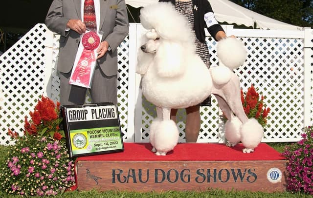 Poodle Puppies media 8