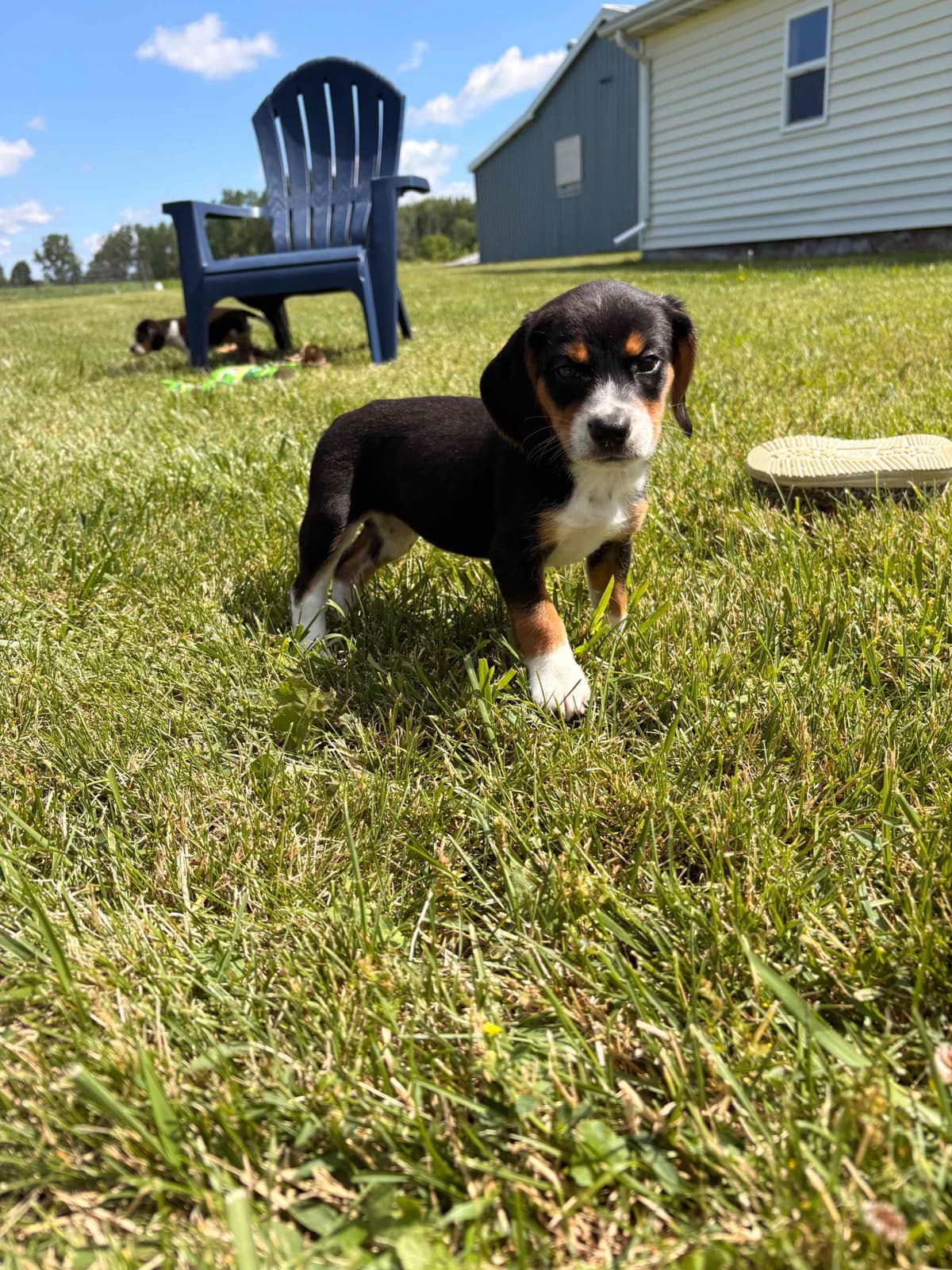 Stafford, NY- Beagle Puppies breeder image 1