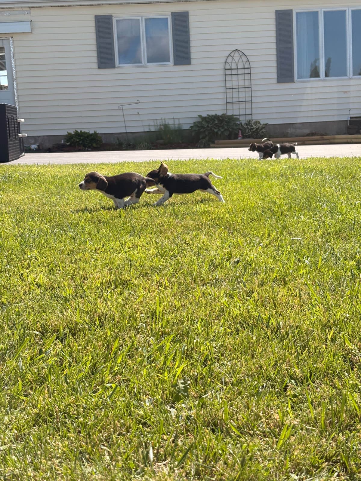 Stafford, NY- Beagle Puppies breeder image 4