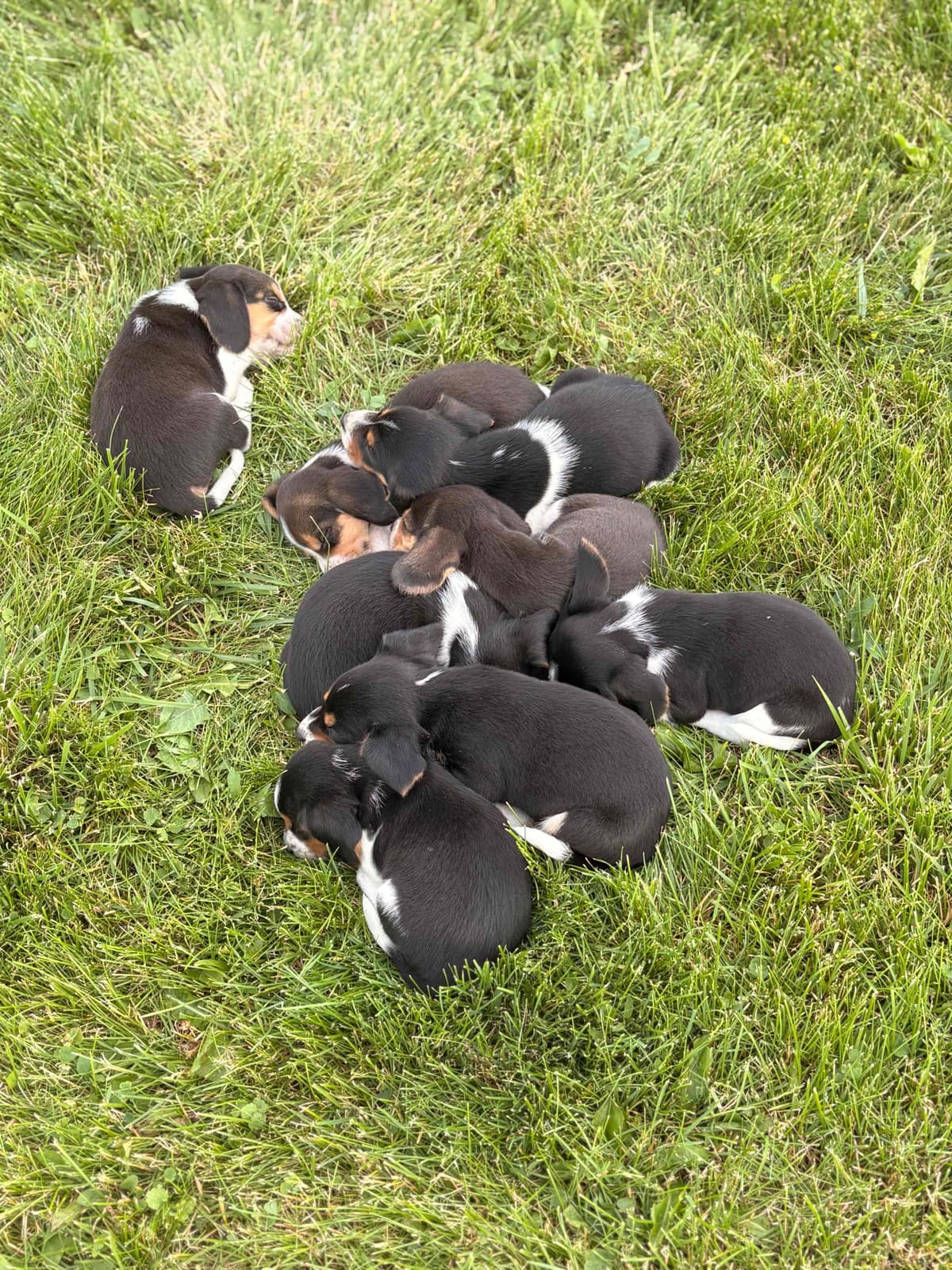 Stafford, NY- Beagle Puppies breeder image 6