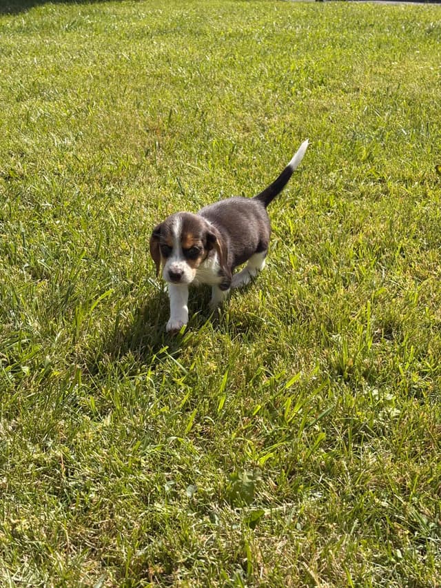 Stafford, NY- Beagle Puppies media 2