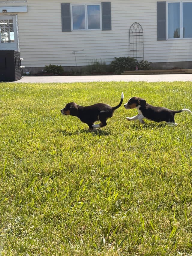 Stafford, NY- Beagle Puppies media 3