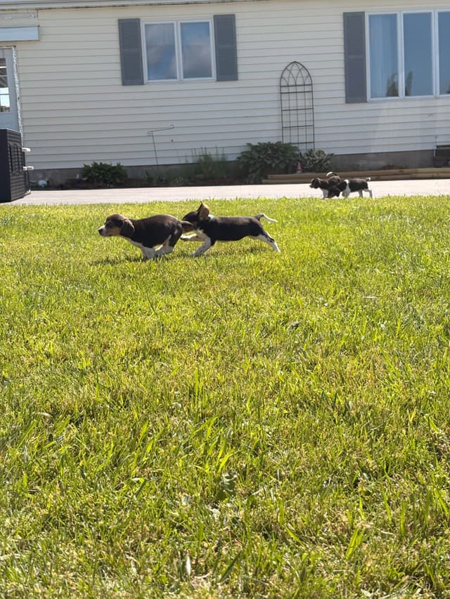 Stafford, NY- Beagle Puppies media 4