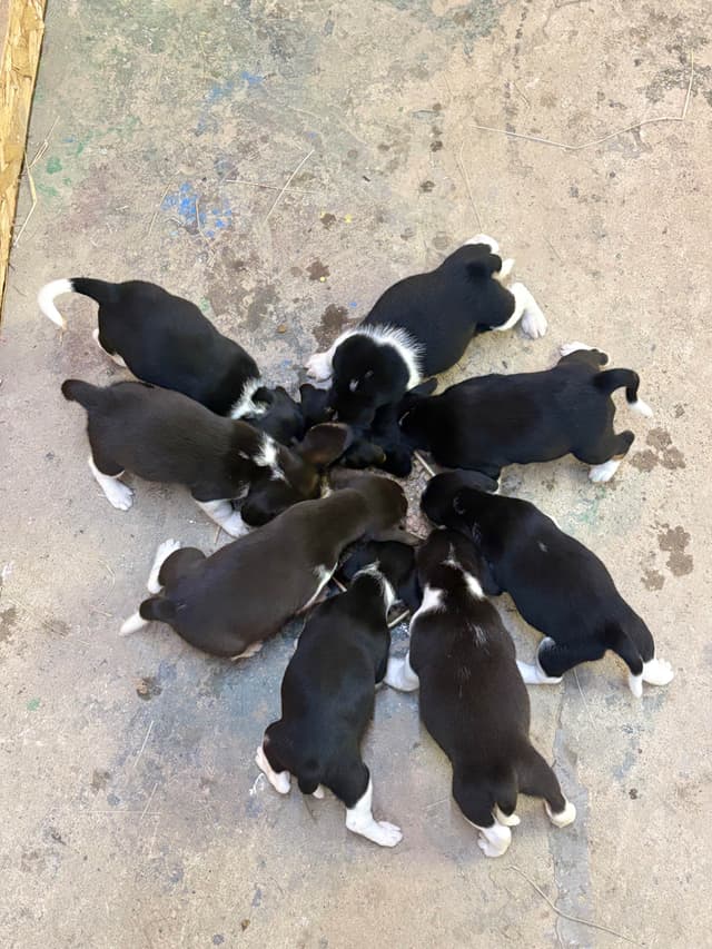Stafford, NY- Beagle Puppies media 6