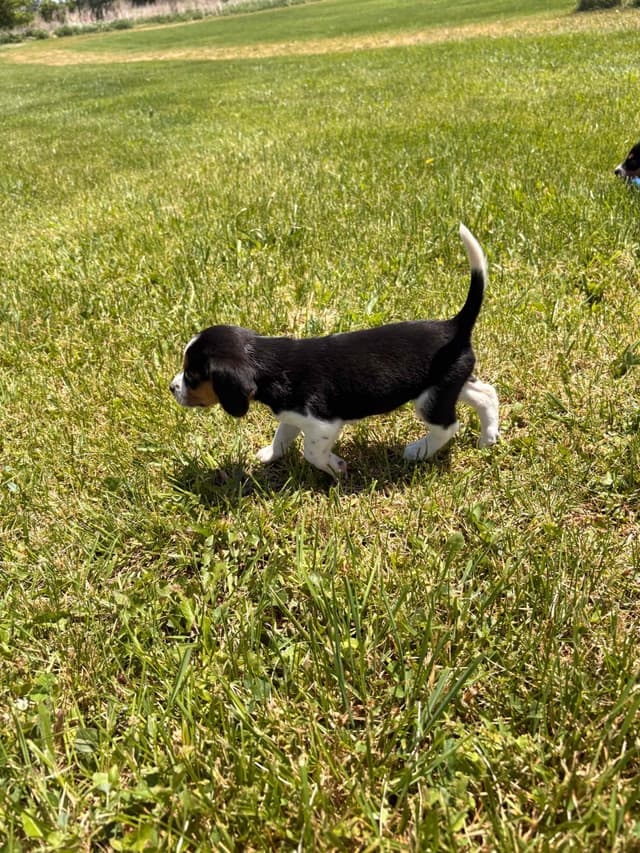 Stafford, NY- Beagle Puppies media 8