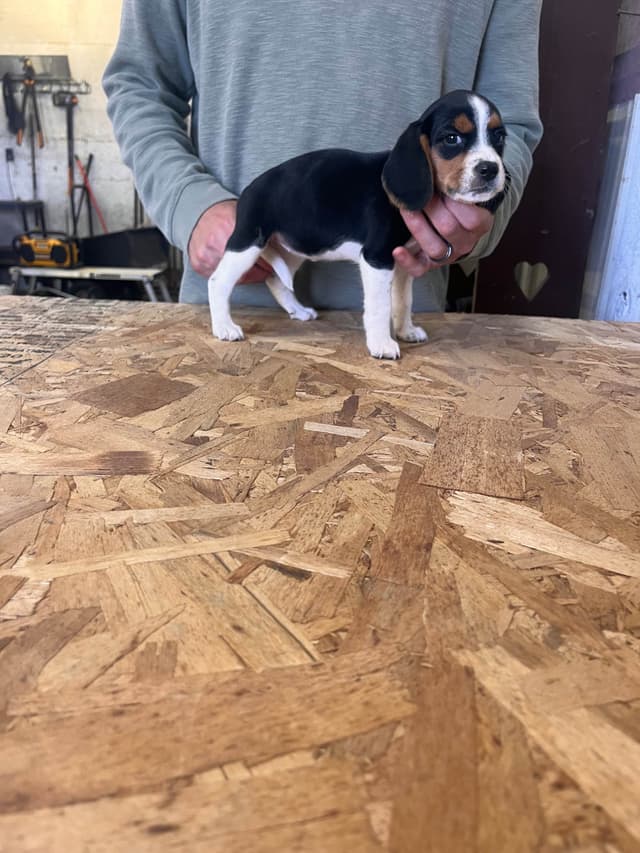 Stafford, NY- Beagle Puppies media 10